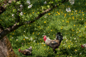 free-range chickens in Bavaria, Germany free-range chickens in Bavaria, Germany